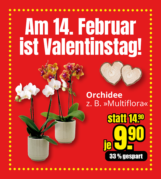 Valentinstagsangebot: Orchidee Multiflora im Topf, verschiedene Farben, Preis 9,90 Euro pro Pflanze, gültig ab 14. Februar.