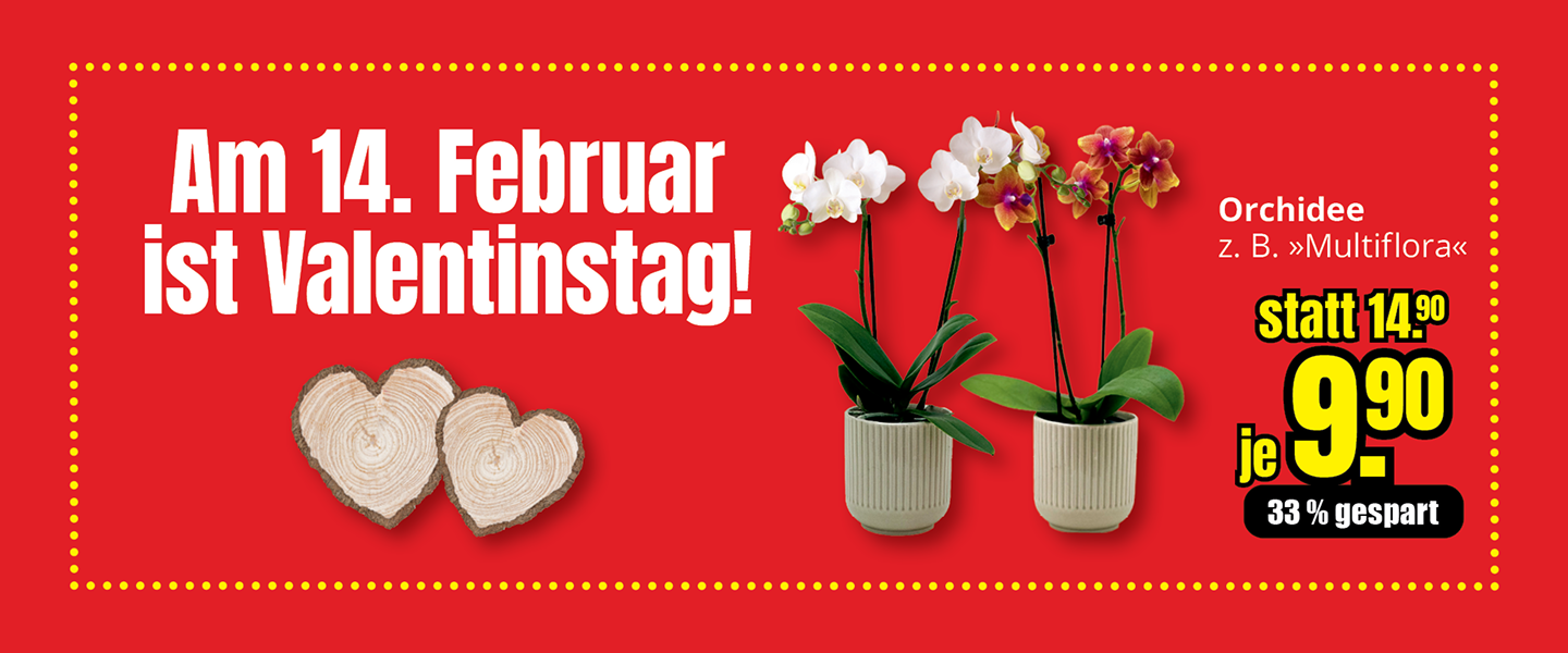 Valentinstagsangebot: Orchidee Multiflora im Topf, verschiedene Farben, Preis 9,90 Euro pro Pflanze, gültig ab 14. Februar.