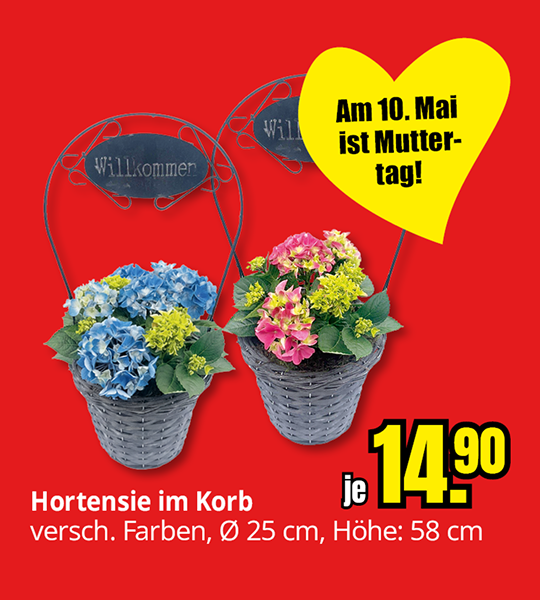 Am 10. Mai ist Muttertag! Hortensie im Korb je 14,90€