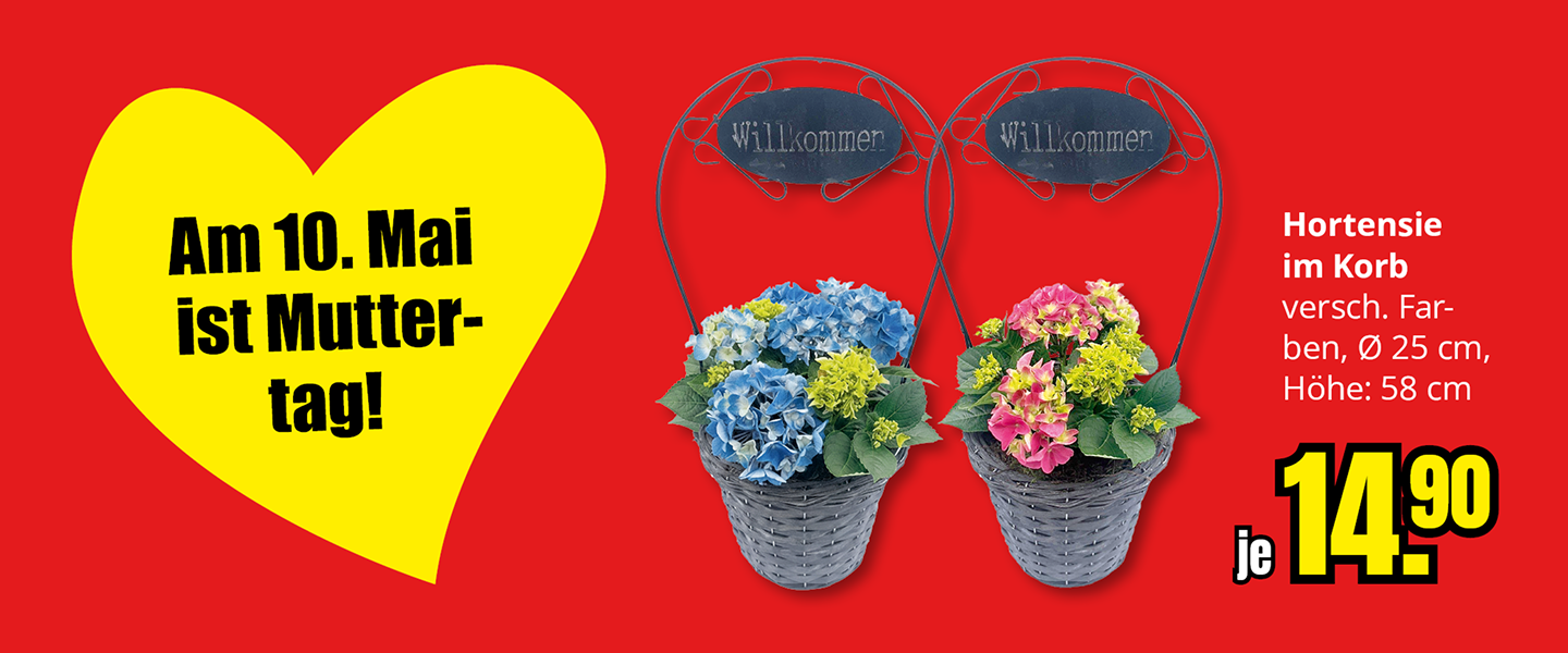Am 10. Mai ist Muttertag! Hortensie im Korb je 14,90€
