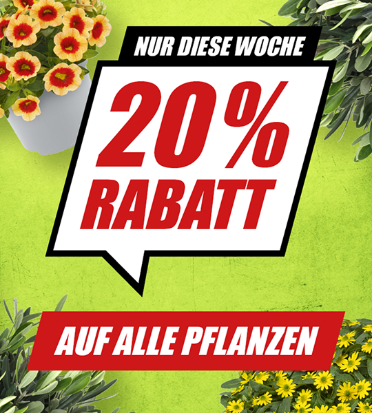 Nur diese Wohe 20% Rabatt auf alle Pflanzen