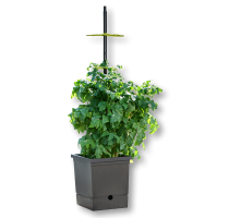 Tomatentopf mit Selbstbewässerung und flexibler Rankhilfe